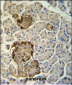 REG3G Antibody  (Center)