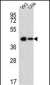Sox2-pS246-pS249-pS250--pS251 Antibody (C-term)
