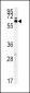 IKZF3 Antibody (Center)