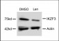 IKZF3 Antibody (Center)