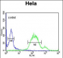 WNT5A Antibody (Center)