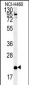 SLAMF7 Antibody (Center)