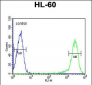 CALCR Antibody (C-term)