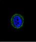 CALCR Antibody (C-term)