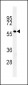 GP6 Antibody (C-term)