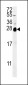 ZNF313 Antibody (C-term)