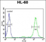 LMA1L Antibody (Center)