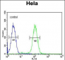 HRASLS3 Antibody (C-term)