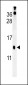 HRASLS3 Antibody (C-term)