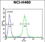 BHLH3 Antibody (N-term)