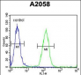 FOXC2 Antibody (Center S174)