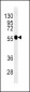 TUBB3 Antibody (N-term)