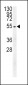 TUBB3 Antibody (N-term)