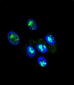 FOXP2 Antibody (C-term)