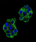 PON2 Antibody (Center)