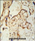 PON2 Antibody (Center)