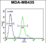 TMEM111 Antibody  (N-term)