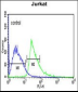 KLHL6 Antibody  (C-term)