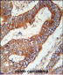 KLHL6 Antibody  (C-term)