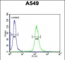 BORCS5 Antibody (C-term)