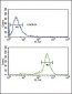 CALR Antibody