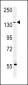 MUC1-T1224 Antibody