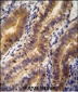 ANGPT2 Antibody (C-term)