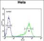 ANGPTL1 Antibody (N-term)