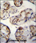 ANGPTL1 Antibody (N-term)