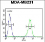 AMACR Antibody (C-term)