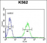 APOL6 Antibody (Center)