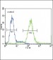 AGTR1 Antibody (Center)