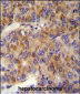 MINPP1 Antibody (N-term)