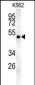 MINPP1 Antibody (N-term)