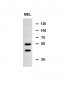 MINPP1 Antibody (N-term)