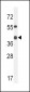 AP10128b-ADH4-Antibody-C-term