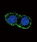 FGF2 Antibody (Center)
