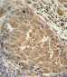 FGF2 Antibody (Center)