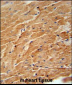 CCL21 Antibody (Center)