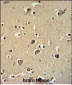 PCDHGC3 Antibody (Center)