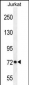 PCDHGC3 Antibody (Center)