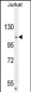 CENPC1 Antibody (Center)