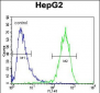 ABCC10 Antibody (Center)