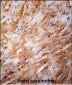 TFB2M Antibody (C-term)
