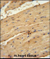 TIMP4 Antibody (Center)