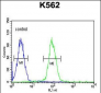 AKR1C3 Antibody (N-term)