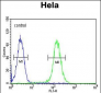 FOXL2 Antibody (N-term)