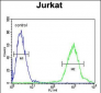 ACTB Antibody