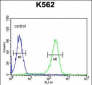 CXCR3 Antibody (Center)