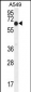 ELL Antibody (C-term)